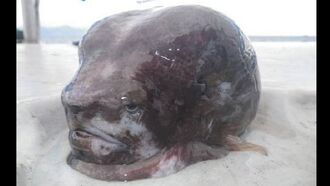 Watch: Russian Fisherman Snags Bizarre 'Alien' Fish