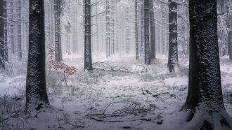 Video: Trail of Bigfoot Tracks Found in Snowy Maine Forest?