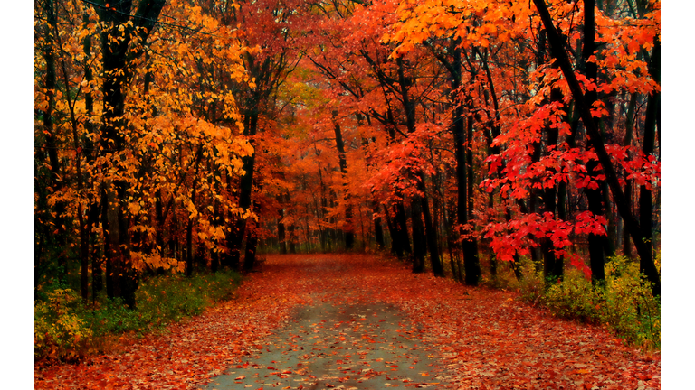 The road covered with autumn leaves