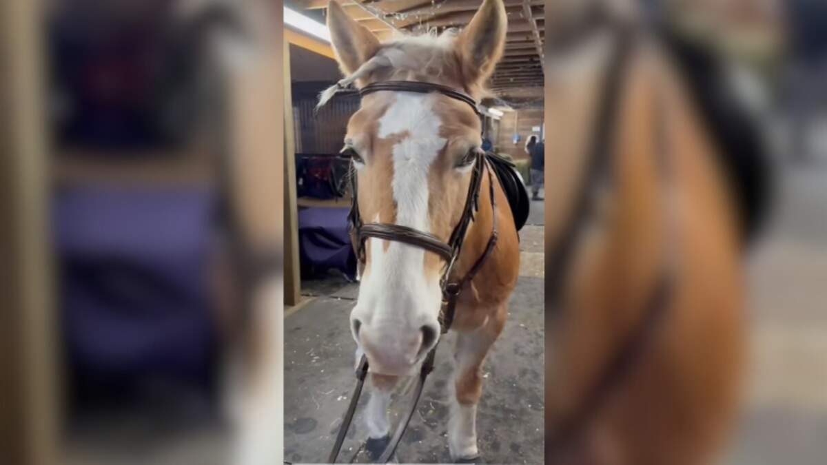 WATCH: WBZ NewsRadio's Emma Friedman Rides Horses At Windrush Farm ...