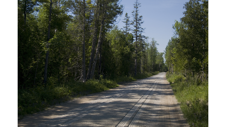 Gravel Road through Forest