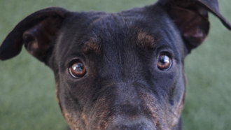 Bagel - Rancho Coastal Humane Society Pet of the Week – 3-17-2025