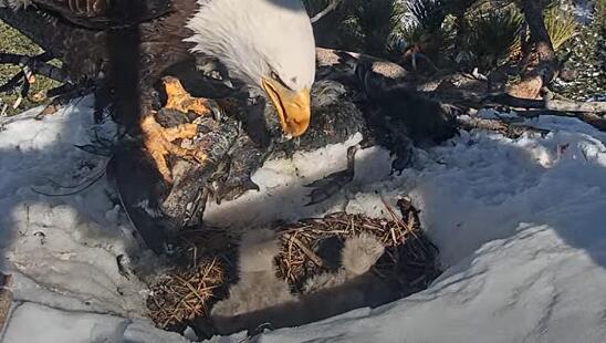 Snowstorm in Big Bear Claims One of Jackie & Shadow's Eaglets