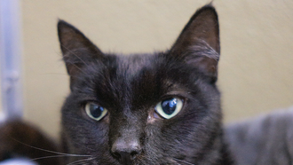 Bautista - Rancho Coastal Humane Society Pet of the Week – 3-24-2025