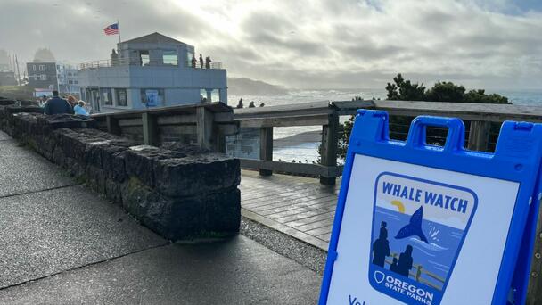 Oregon Spring Whale Watching Week
