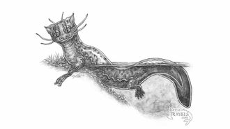 'Tatzelwurm' Illustration
