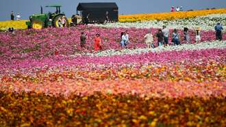The Flower Fields At Carlsbad Ranch Are Officially In Peak Bloom!