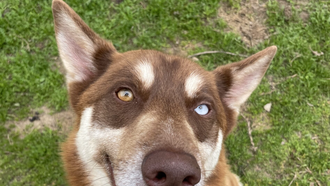 Radcliff - Rancho Coastal Humane Society Pet of the Week – 4-2-2025