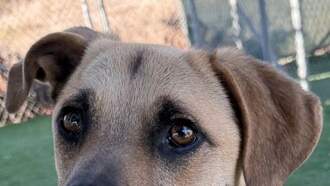 Pakkun - Rancho Coastal Humane Society Pet of the Week – 4-21-2025