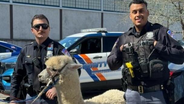 Police Capture Escaped Alpaca At A Car Dealership