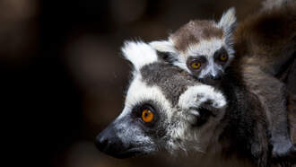 Cheyenne Mountain Zoo Welcomes Lemur Pups!
