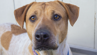 Mitzvah - Rancho Coastal Humane Society Pet of the Week – 4-28-2025