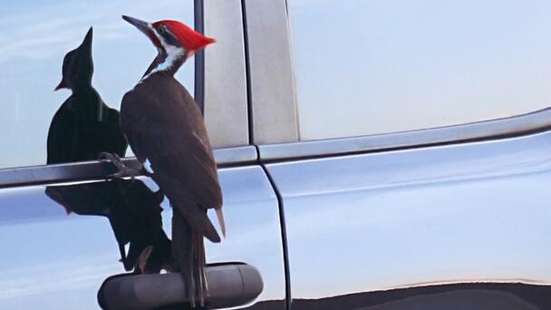 Woodpecker Damages Over Two Dozen Vehicles In Seaside Town