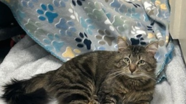 Meet the CT Humane Society's Adoptable Pet of the Week: Frodo