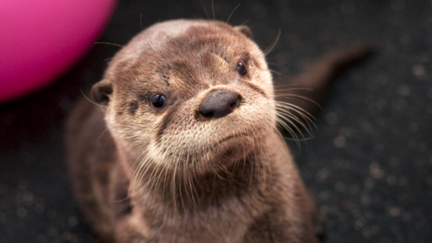 Oregon Zoo's Oldest River Otter Dies