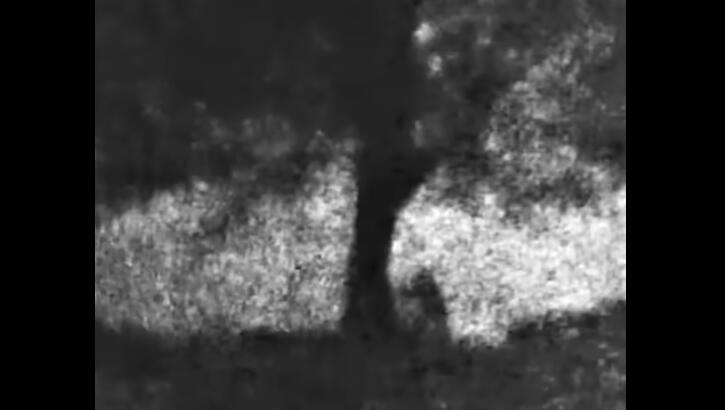 Haunting Footage Allegedly Shows Felling of Famed Sycamore Gap Tree