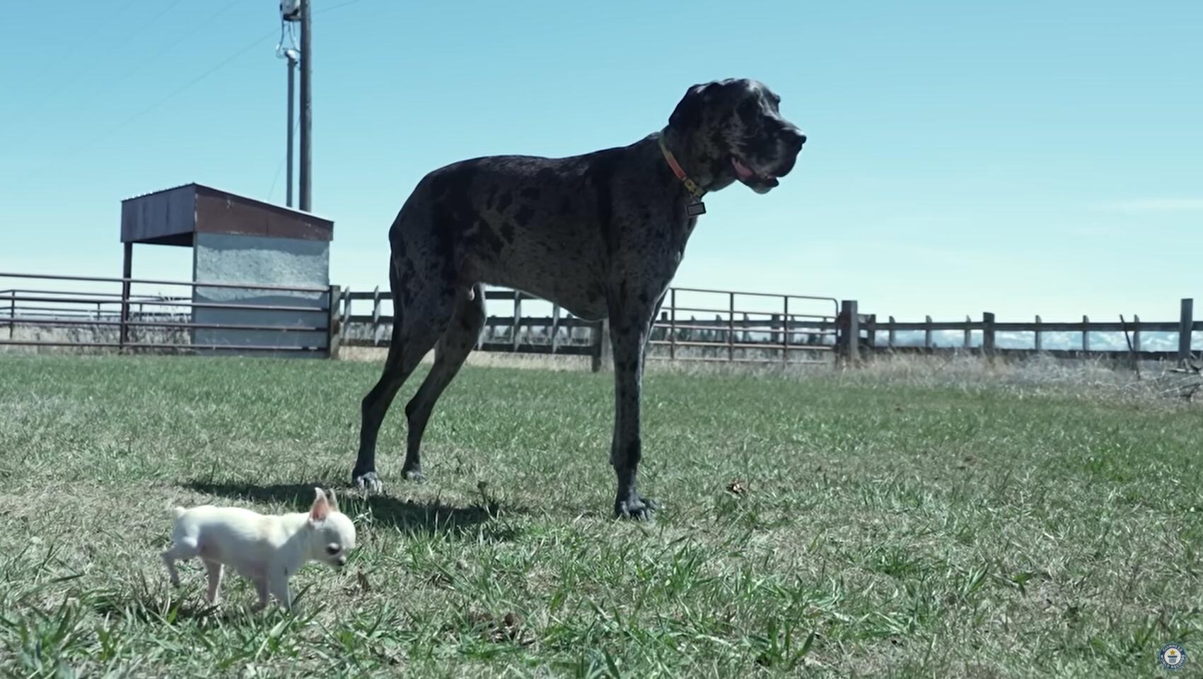 You've Got To See When The Smallest Dog Played With The Tallest Dog!