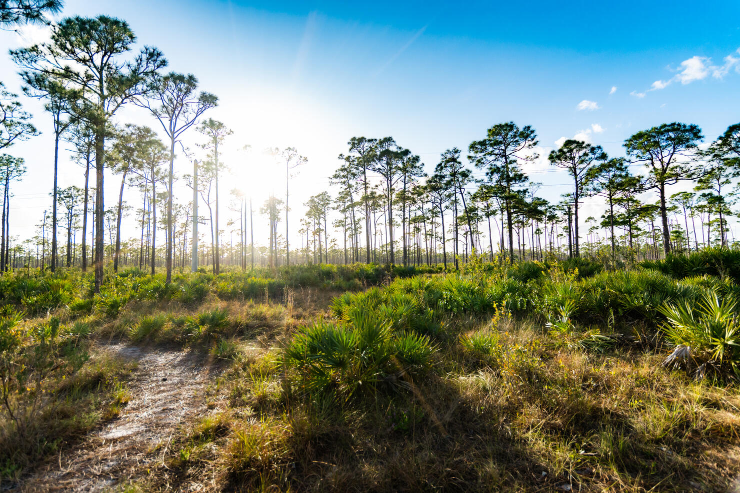 Scenic south Florida natural rural landscape hiking path