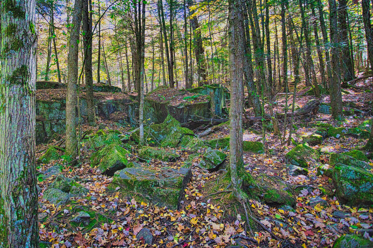 Trees in forest during autumn,Iowa,United States,USA