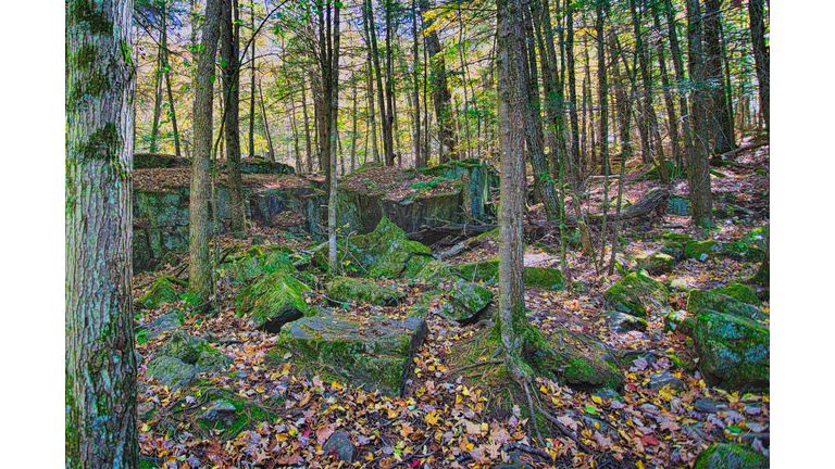 Trees in forest during autumn,Iowa,United States,USA