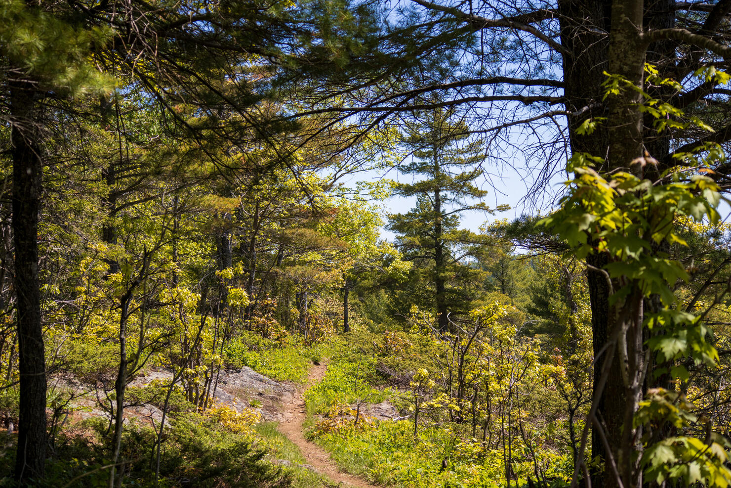 Hiking at Isle Royale