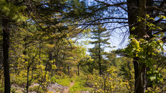Picturesque Michigan Trail Crowned 'Best Hike' In The Entire State