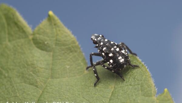 Spotted Lanternfly Egg Hatch Observed Last Week