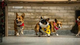 Keep Your Dog’s Life Healthy And Happy With New Food Topper