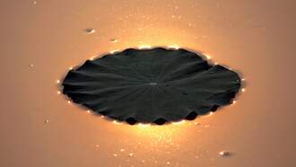 'Leaf-Shaped' UFO Mystifies Couple in Florida