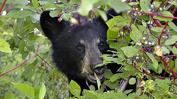 ODFW Warns Leave Young Animals Alone