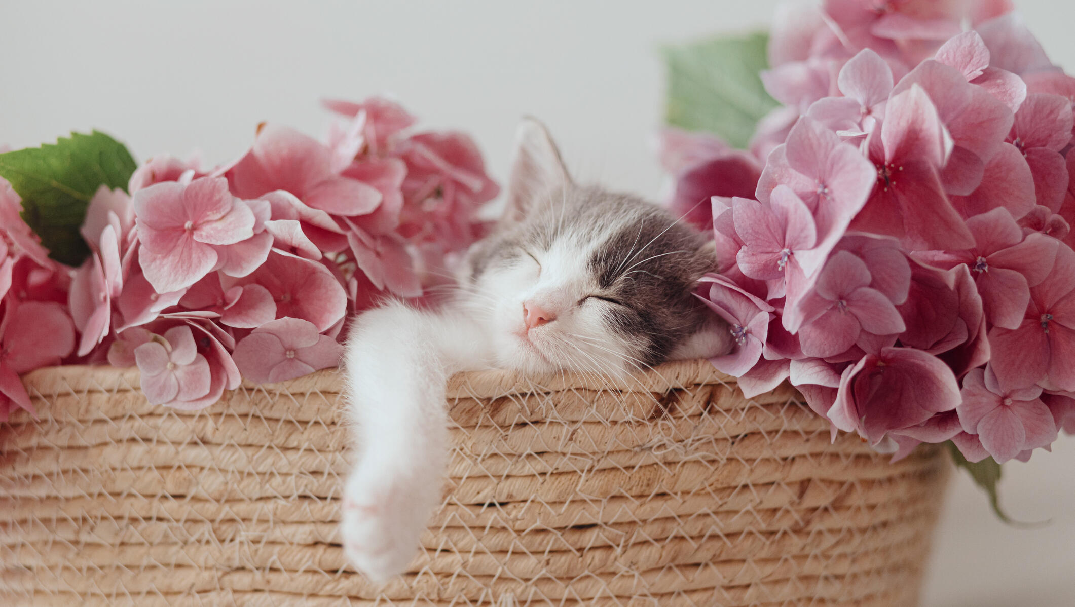 Reduced Adoption Fees At Any of the 6 LA Animal Service Centers In May