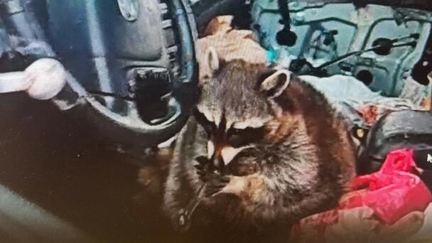 Cops Find Pet Raccoon With Meth Pipe In Its Mouth During Traffic Stop