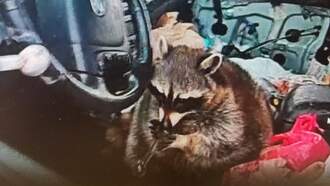 Cops Find Pet Raccoon With Meth Pipe In Its Mouth During Traffic Stop