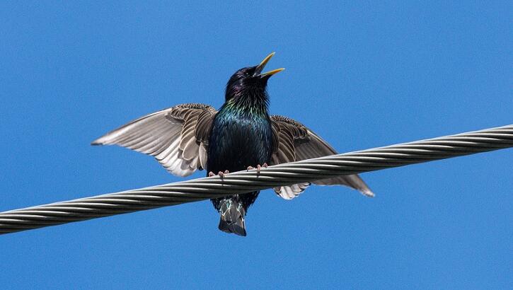Video: Mysterious 'Exploding Birds' Trouble California Neighborhood