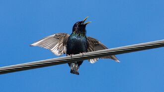Video: Mysterious 'Exploding Birds' Trouble California Neighborhood