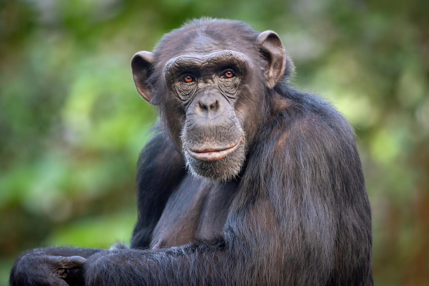 Male common chimpanzee