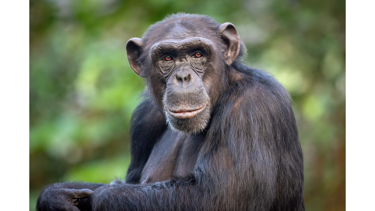 Male common chimpanzee