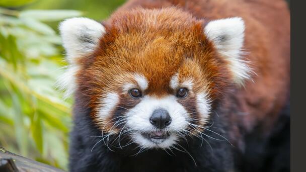 Oregon Zoo Mourns Red Panda's Death
