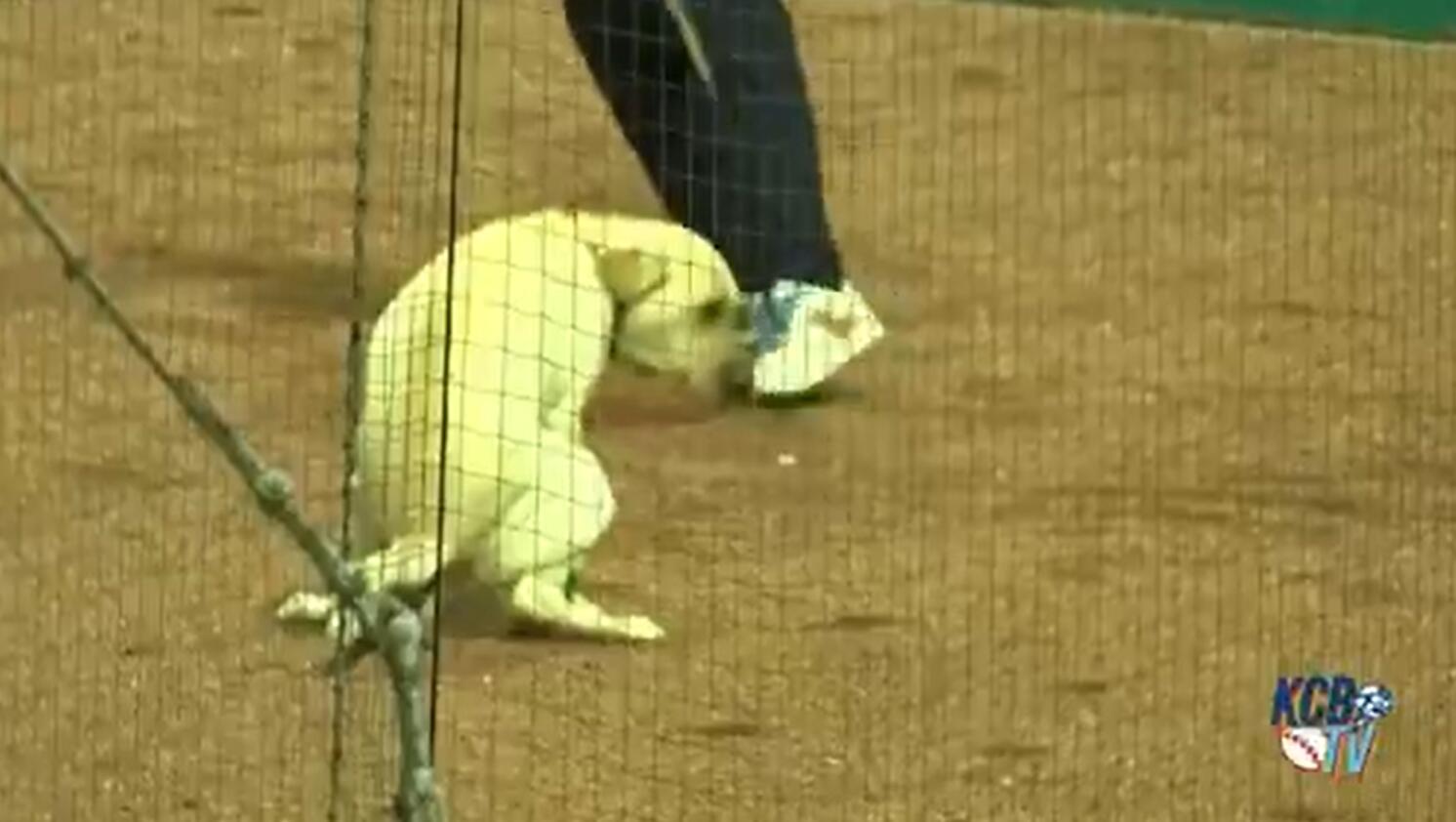 This Grounds Keeper Barehanded This Problem And People Are Losing It!