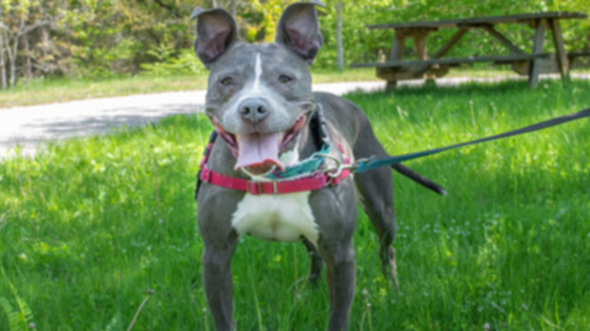 Meet the CT Humane Society’s Adoptable Pet of the Week: Jenny | 960 WELI
