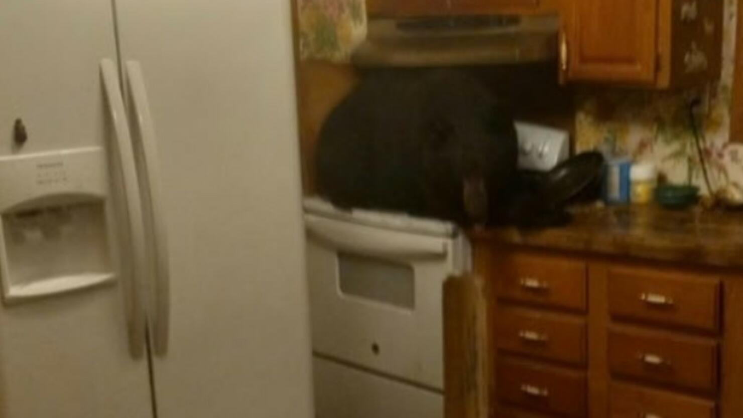 Black bear sitting on stove