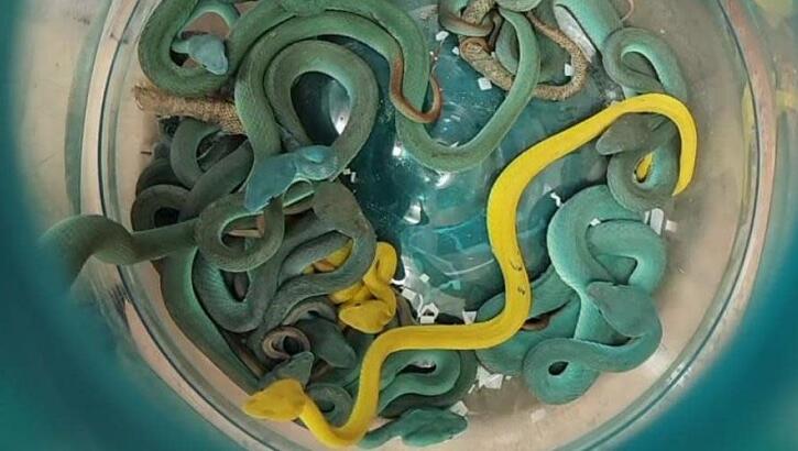 Indian Man Busted Trying to Smuggle 47 Venomous Vipers into Country