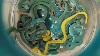 Indian Man Busted Trying to Smuggle 47 Venomous Vipers into Country