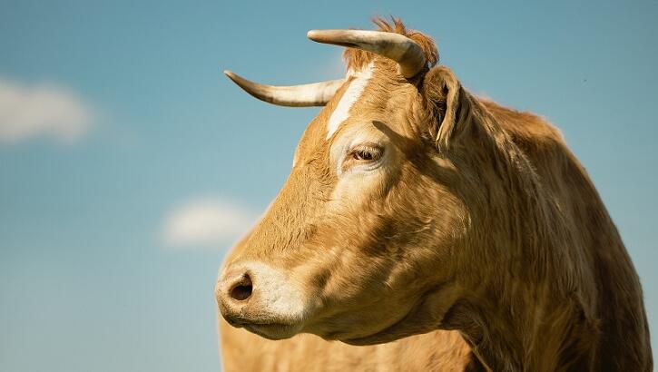Curious Cattle Mutilation Reported in Argentina