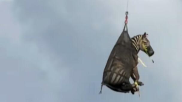 WATCH: Runaway Pet Zebra Captured And Airlifted To Safety