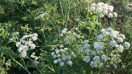 Look out for Poison Hemlock - Thomas deHaas
