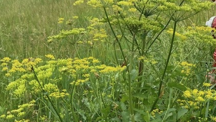 Look Out For Wild Parsnip - Buggy Joe Boggs