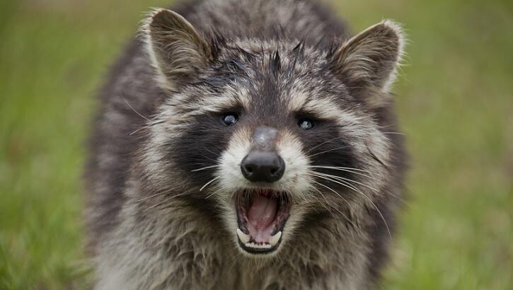 Man Who Evaded Police on Mule Arrested for Releasing Raccoon in Business