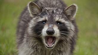 Chaos Erupts When Raccoon Falls Through Ceiling of Wisconsin Restaurant