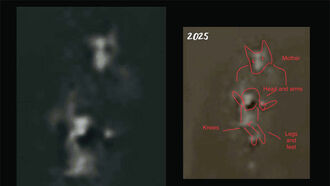 Joedy Cook Cryptid Images